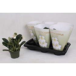 Streptokarpas - Streptocarpus SNOWLINA