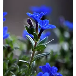 Lithodora (Glandora) difusa HEAVENLY BLUE