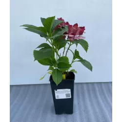 Darželinė hortenzija - Hydrangea macrophylla RED BEAUTY