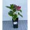 Hydrangea macrophylla RED BEAUTY