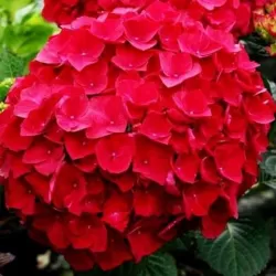 Hydrangea macrophylla RED BEAUTY