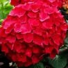 Hydrangea macrophylla RED BEAUTY