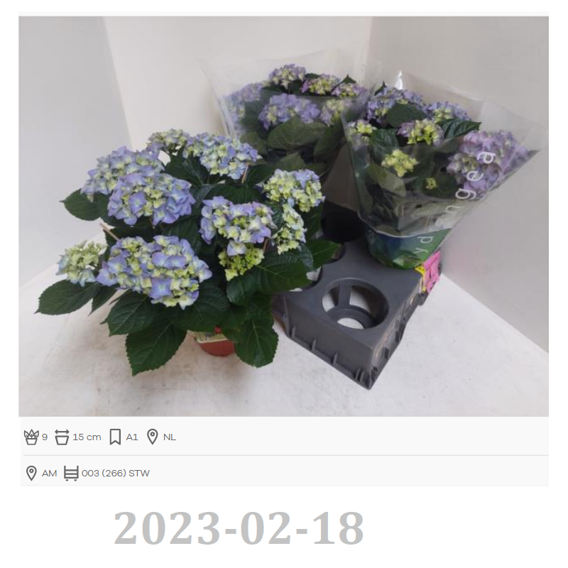 Darželinė hortenzija - Hydrangea macrophylla EARLY BLUE