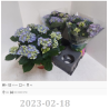 Darželinė hortenzija - Hydrangea macrophylla EARLY BLUE