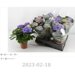 copy of Hydrangea macrophylla RED BEAUTY