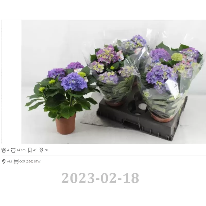 Darželinė hortenzija - Hydrangea macrophylla EARLY BLUE