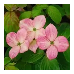 Japoninė sedula - Cornus kousa PEVE SATOMI COMPACT