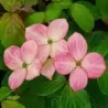 Japoninė sedula - Cornus kousa PEVE SATOMI COMPACT