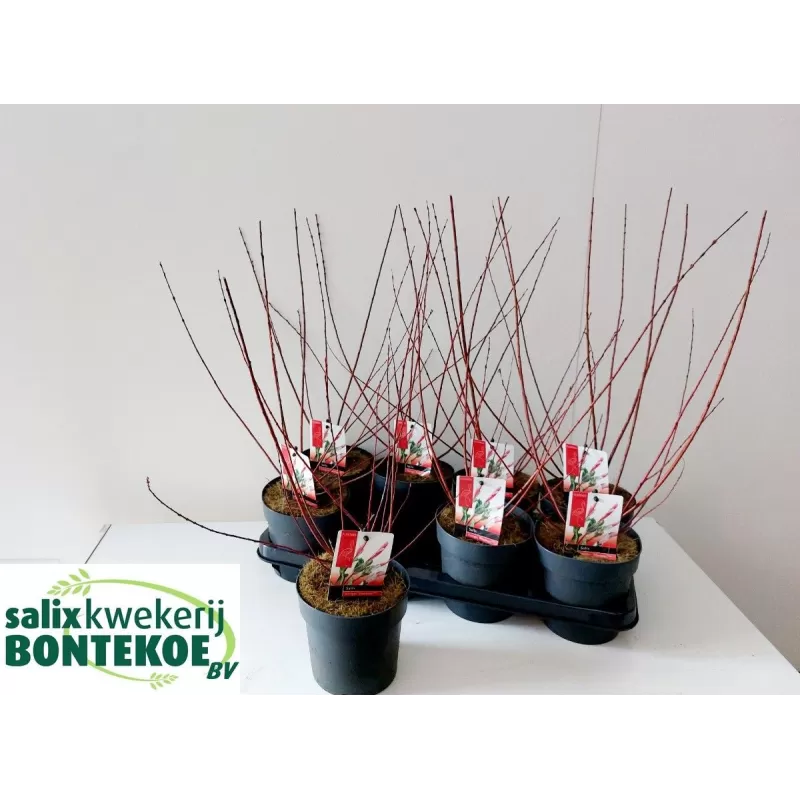 Garden plants/Trees/Flowers/ web-shop