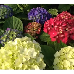 copy of Hydrangea macrophylla RED BEAUTY