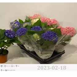 copy of Hydrangea macrophylla RED BEAUTY