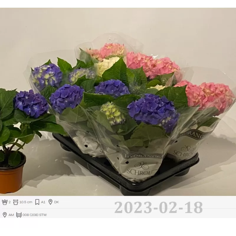 copy of Hydrangea macrophylla RED BEAUTY