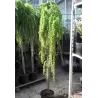 Japoninis maumedis - Larix kaempferi PENDULA