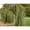 Japoninis maumedis - Larix kaempferi PENDULA