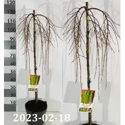 Japoninis maumedis - Larix kaempferi PENDULA