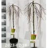 Japoninis maumedis - Larix kaempferi PENDULA
