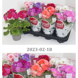 Raktažolė - Primula obconica Sweet Kisses Amore mix