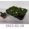Daugiametė saulutė - Bellis perennis MIX