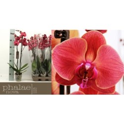 Falenopsis orchidėja Azijos Koralas - Phalaenopsis Asian...