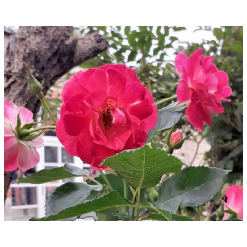 Rožė - Rosa PAIRI DAIZA