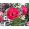 Rožė - Rosa PAIRI DAIZA