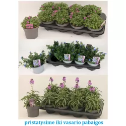 Gėlynas sausringai vietai - jau žydi - pristatome iki vasario pab.