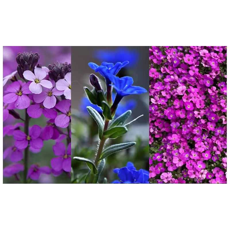 Ilgai žydintis gėlynas sausringai vietai