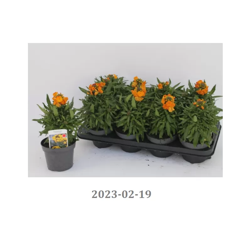 Tvertikas - Erysimum Fragrant Sunshine