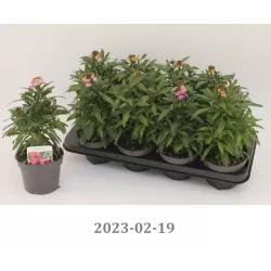 copy of Tvertikas - Erysimum Bowles's Mauve 12Ø gyva foto 2022-04-12