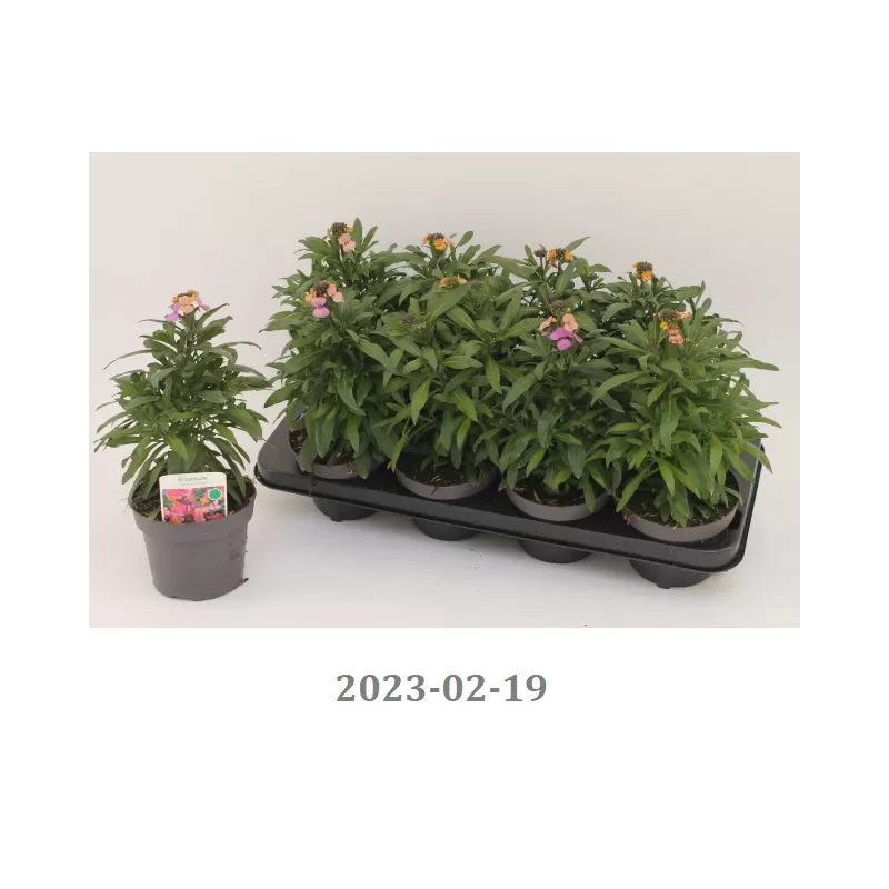 copy of Tvertikas - Erysimum Bowles's Mauve 12Ø gyva foto 2022-04-12