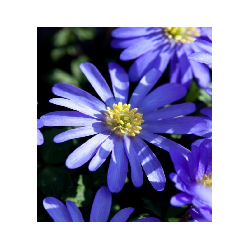 Malonioji plukė - Anemone blanda BLUE SHADES