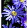 Malonioji plukė - Anemone blanda BLUE SHADES