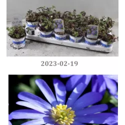 Malonioji plukė - Anemone blanda BLUE SHADES