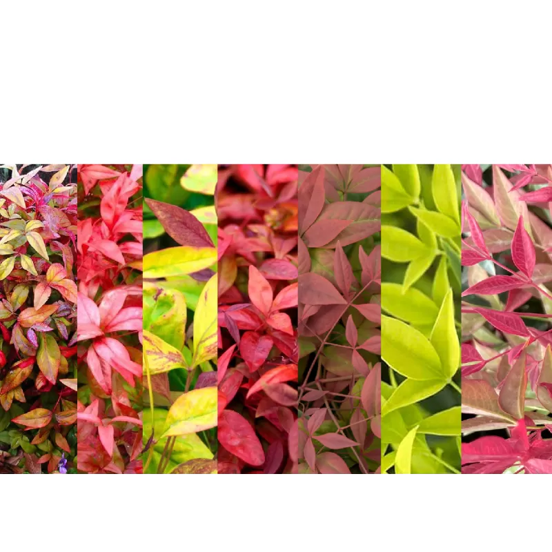 Vaistinė nandina (rinkinys) - Nandina domestica MIX