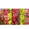 Vaistinė nandina (rinkinys) - Nandina domestica MIX