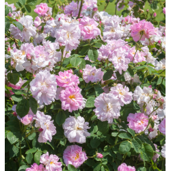 Rožė - Rosa CELSIANA ®