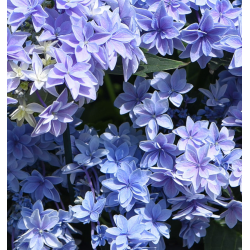 Hydrangea macrophylla DOUBLE DUTCH BLUE
