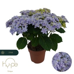 Darželinė hortenzija - Hydrangea macrophylla DOUBLE DUTCH BLUE