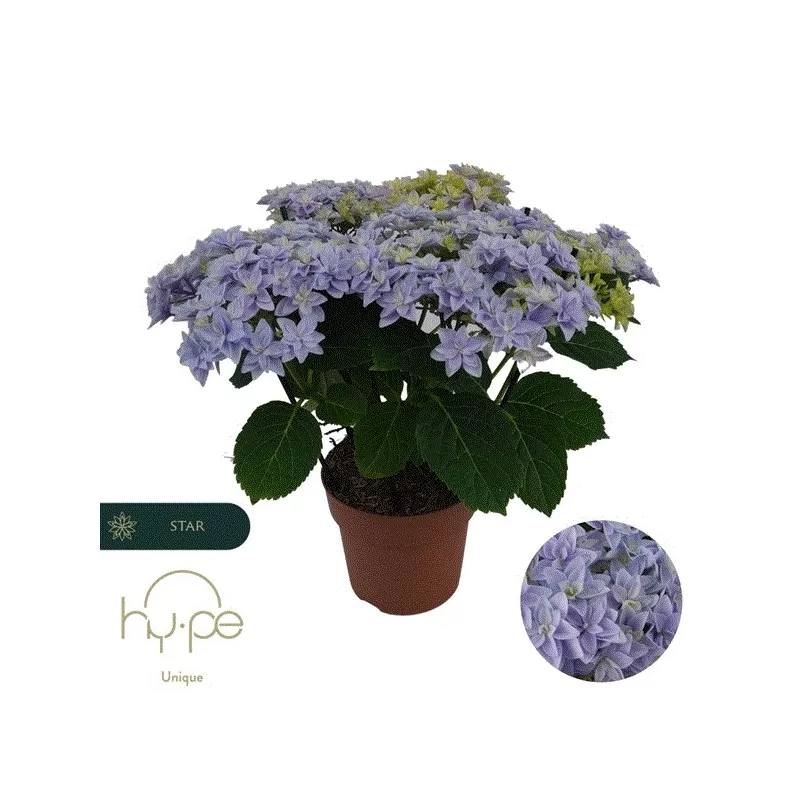 Hydrangea macrophylla DOUBLE DUTCH BLUE