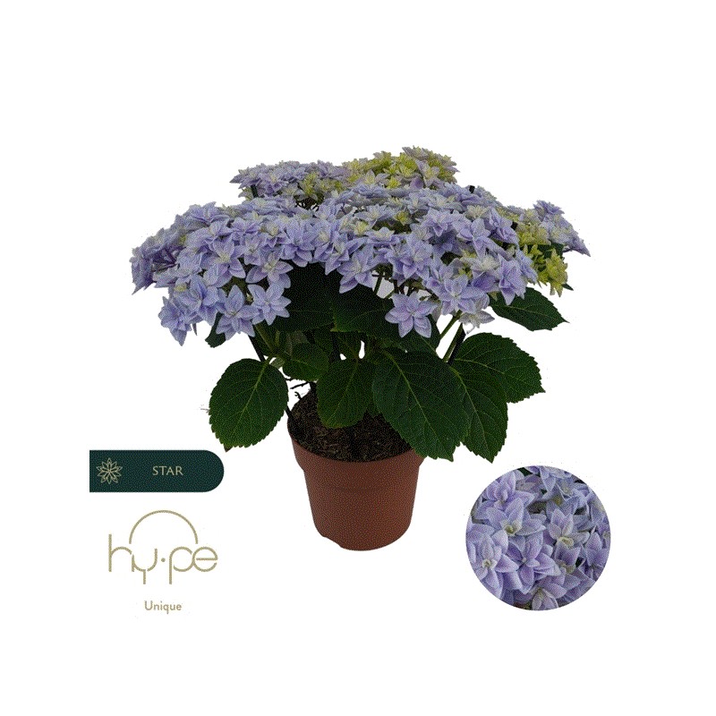 Darželinė hortenzija - Hydrangea macrophylla DOUBLE DUTCH BLUE