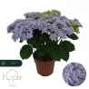 Hydrangea macrophylla DOUBLE DUTCH BLUE
