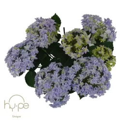Hydrangea macrophylla DOUBLE DUTCH BLUE