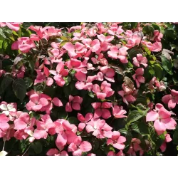 Japoninė sedula - Cornus kousa PEVE SATOMI COMPACT