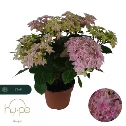 Darželinė hortenzija - Hydrangea macrophylla DOUBLE DUTCH PINK