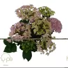 Hydrangea macrophylla DOUBLE DUTCH PINK