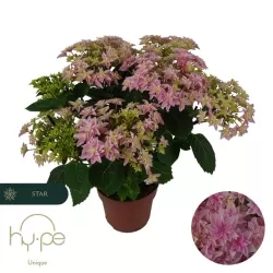 Hydrangea macrophylla DOUBLE DUTCH PINK