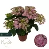 Hydrangea macrophylla DOUBLE DUTCH PINK