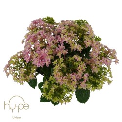 Darželinė hortenzija - Hydrangea macrophylla DOUBLE DUTCH PINK
