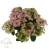 Hydrangea macrophylla DOUBLE DUTCH PINK