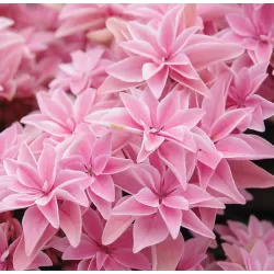 Hydrangea macrophylla DOUBLE DUTCH PINK